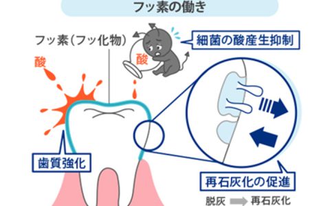 フッ素の働きって？